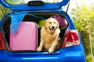 Close shoot of a dog and bags and other luggage in the trunk of the car on the back yard ready to go for vacation
